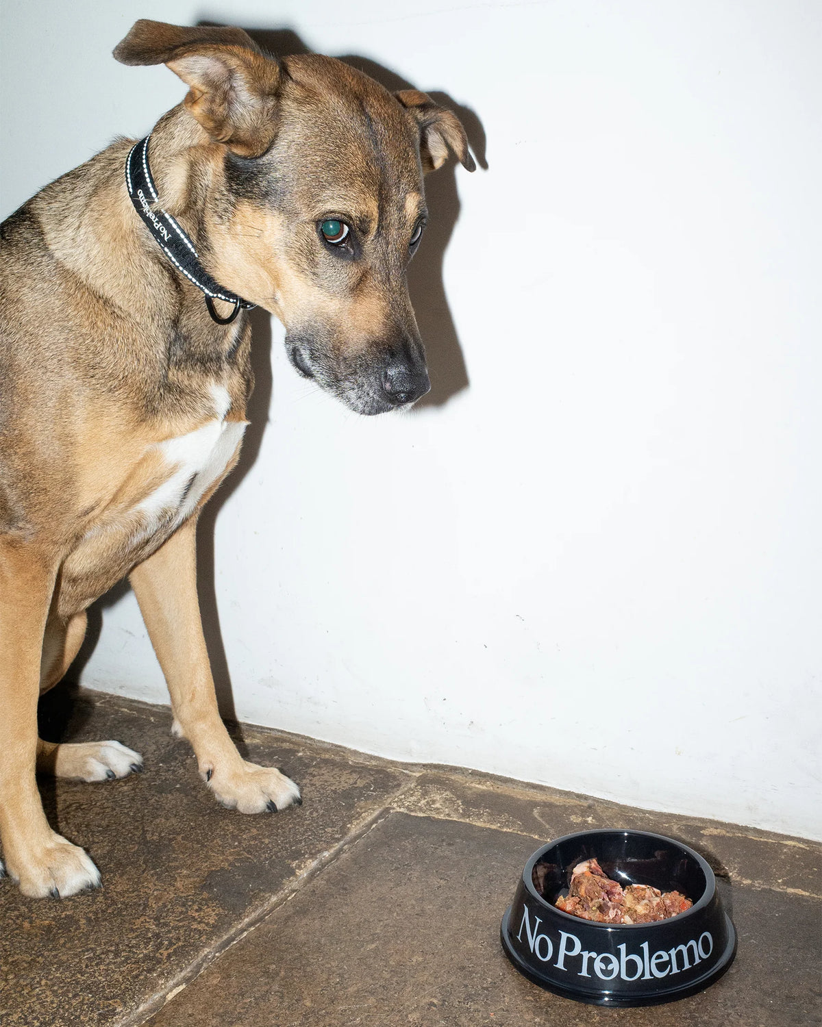 No Problemo Pet Bowl Black