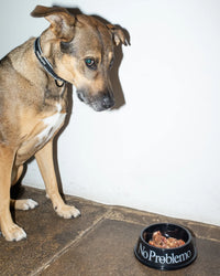 No Problemo Pet Bowl Black