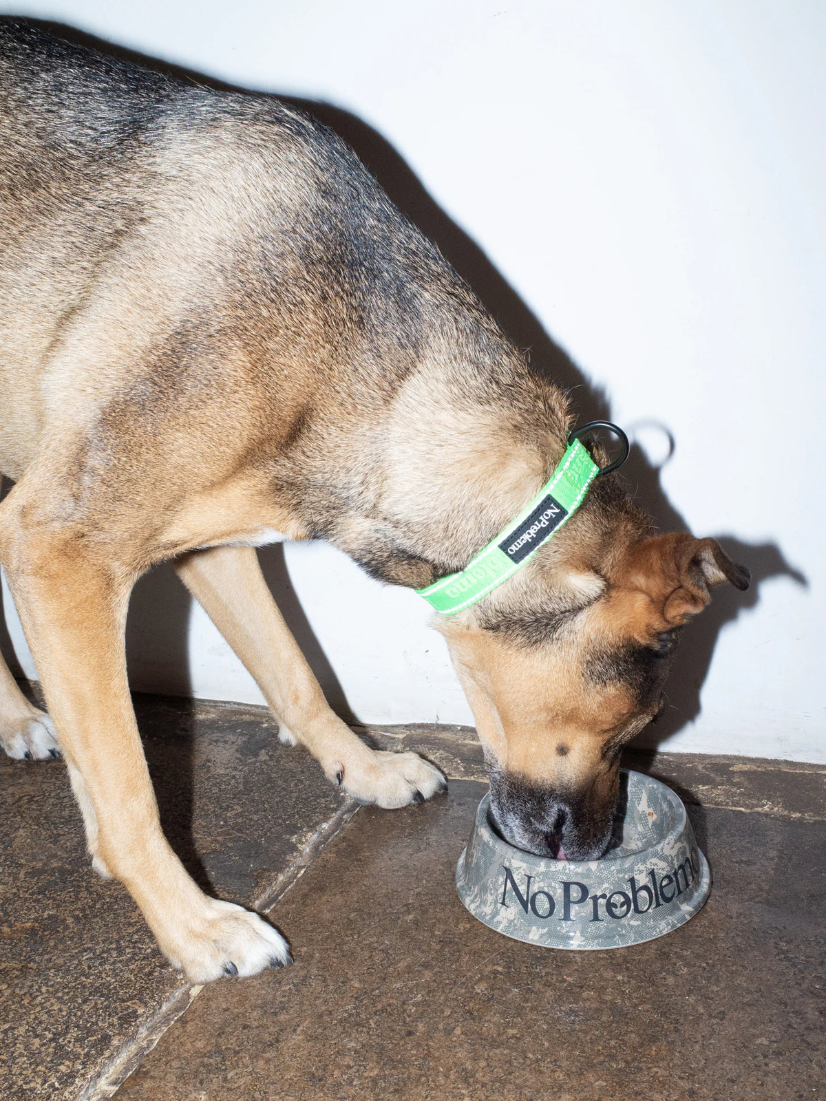 No Problemo Pet Bowl